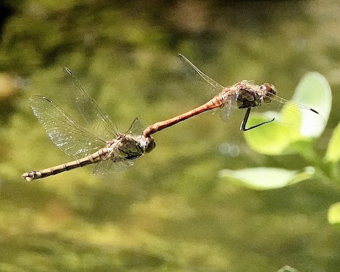 common darter